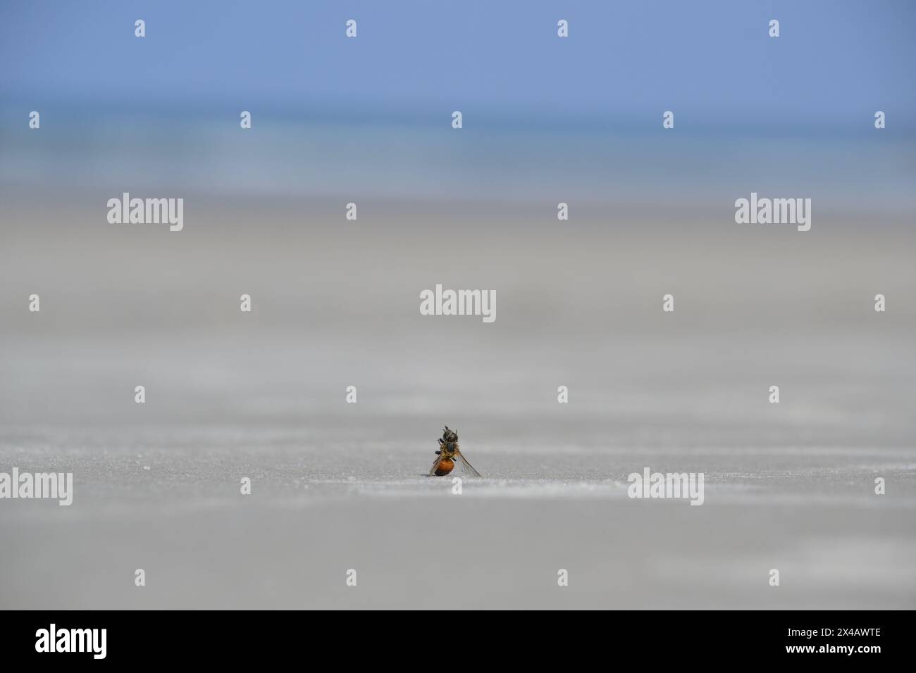 Ein düsteres Bild zeigt eine Hummel, die verstorben ist, aufrecht am Sandstrand sitzt und auf das Meer blickt, gestützt von ihren Flügeln am Ponce Inlet, Beach. Stockfoto