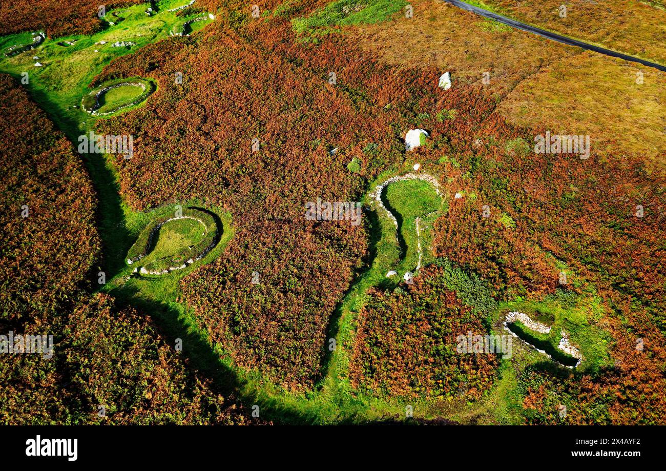 Holyhead Mountain Hut Kreise. Prähistorische neolithische durch keltische Eisenzeit Haus Siedlungssteinfundamente. Anglesey, Wales. Roter Herbstbracken Stockfoto