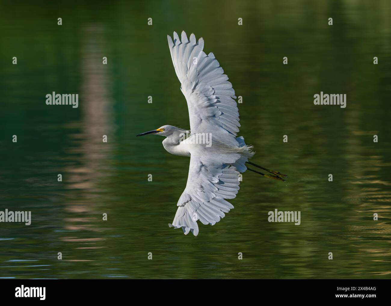 Ein schneebedeckter Egret mit fabelhaften, ausgestreckten Flügeln, die über einen grünen See gleiten, mit flatternden, wunderschönen Federn. Nahaufnahme mit guten Details. Stockfoto