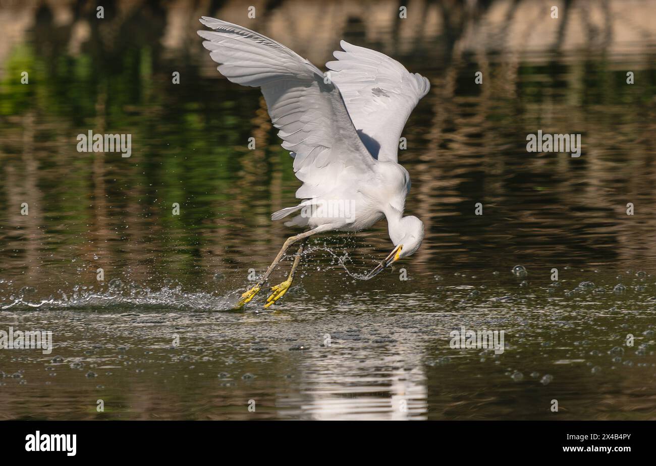 Ein schneebedeckter Egret, der Fische fängt, während er fliegt und über Wasser fliegt, ein interessantes Fischverhalten. Stockfoto