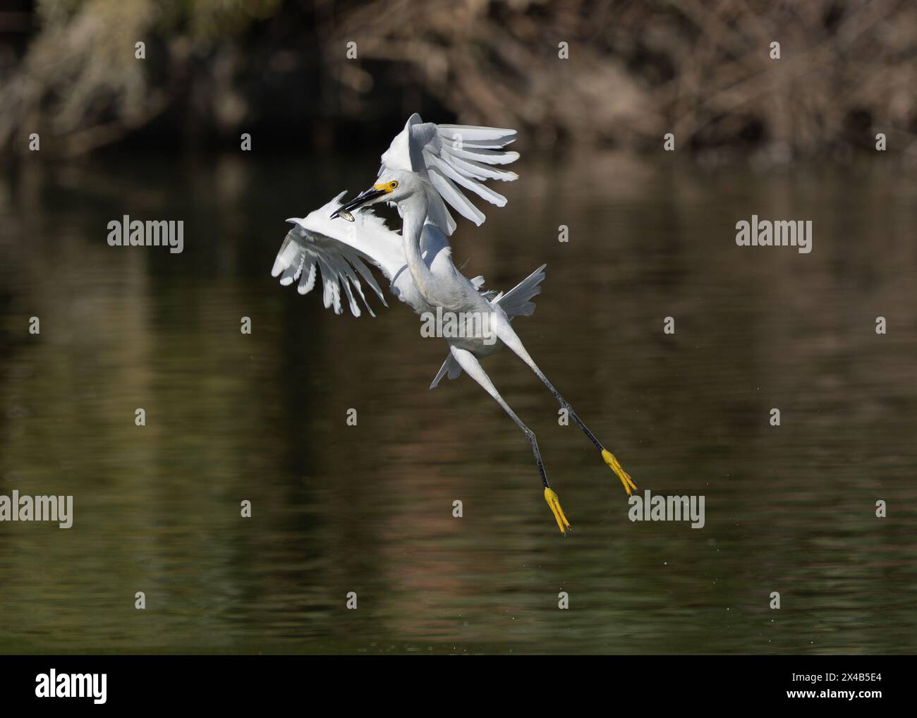 Ein Snowy Egret dreht sich im Flug, während er einen kleinen Fisch abtransportiert, den er gerade gefangen hat, während er über Wasser fliegt. Stockfoto