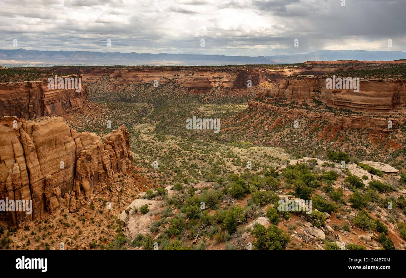 Mai 2024: Saftige Grüntöne aus Pinyon, wacholder und Salbei heben das satte Rot der tiefen Canyonwände im Colorado National Monument in Grand Junction, Colorado hervor. Stockfoto