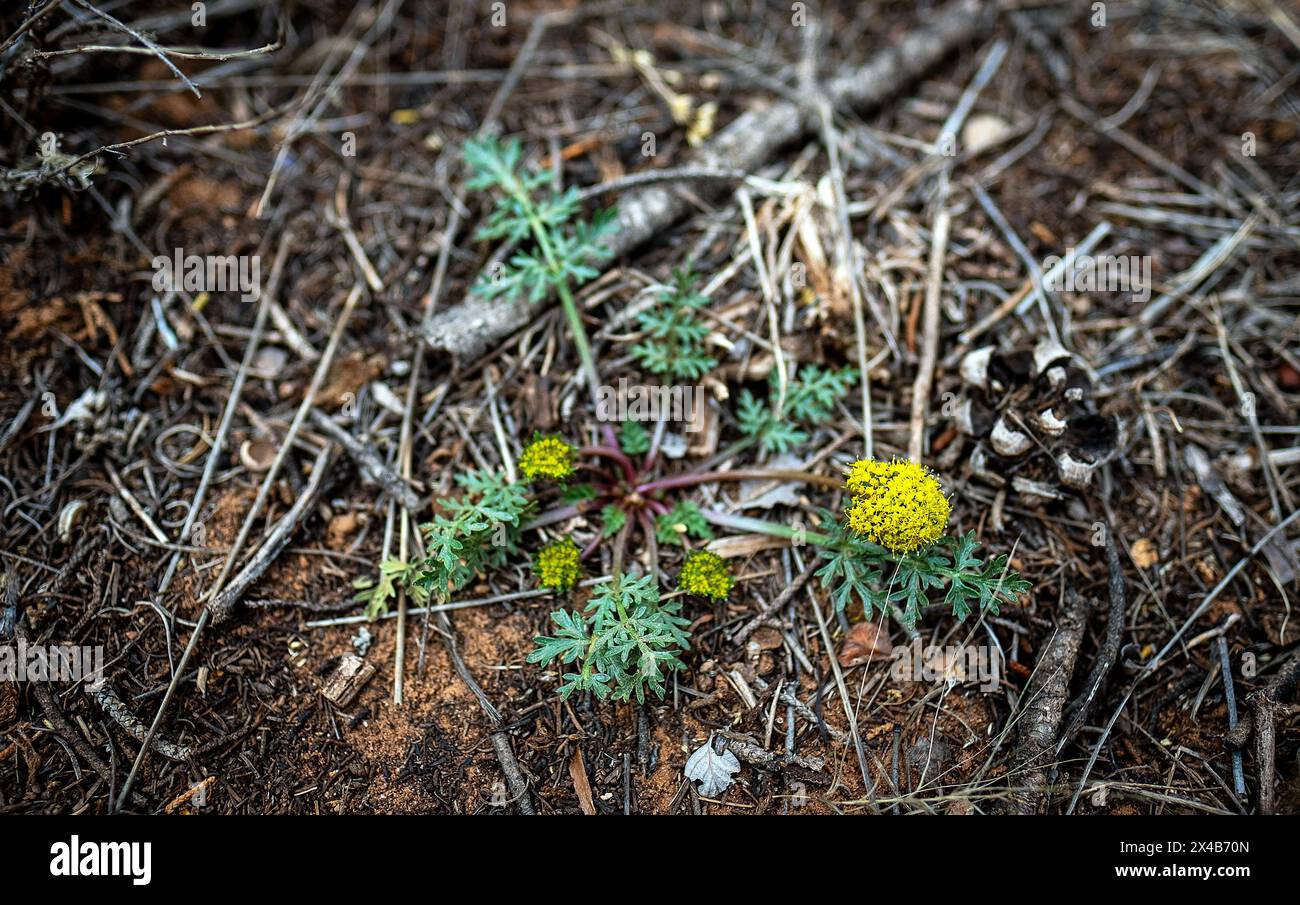Mai 2024: Wunderschöne Wildblumen in der Hochwüste blühen unter den härtesten Bedingungen des Colorado National Monument in Grand Junction, Colorado. Stockfoto