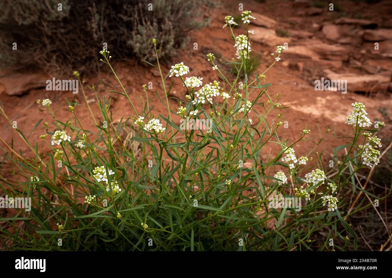 Mai 2024: Wunderschöne Wildblumen in der Hochwüste blühen unter den härtesten Bedingungen des Colorado National Monument in Grand Junction, Colorado. (Bild: © Larry Clouse/Csm/Cal Sport Media) Stockfoto