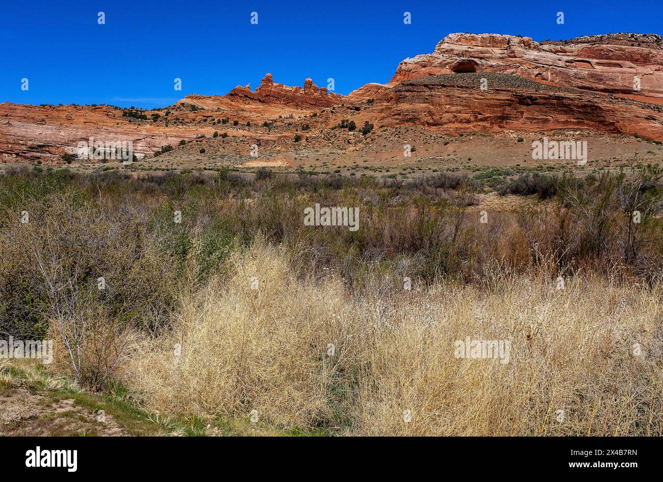 Moab, Utah, USA. Mai 2024. Der Frühling zeigt gesunde Ufergebiete, während sich der Colorado River durch dramatische Hochwüsten- und Canyonlandschaften in der Nähe von Moab, Utah, schlängelt. Quelle: csm/Alamy Live News Stockfoto