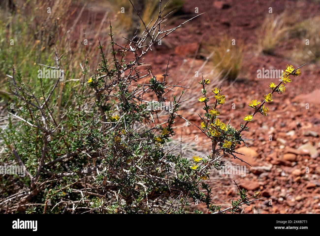 2. Mai 2024: Wunderschöne Wildblumen in der Hochwüste blühen unter den härtesten Bedingungen des Colorado Plateaus in Moab, Utah. (Bild: © Larry Clouse/Csm/Cal Sport Media) Stockfoto