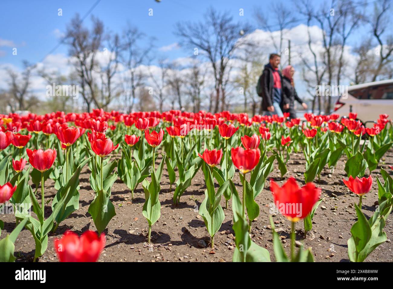 Wladiwostok, Russland. April 2024 30. Tulpen blühen am 30. April 2024 auf einer Straße in Wladiwostok, Russland. Guo Feizhou/Xinhua/Alamy Live News Stockfoto