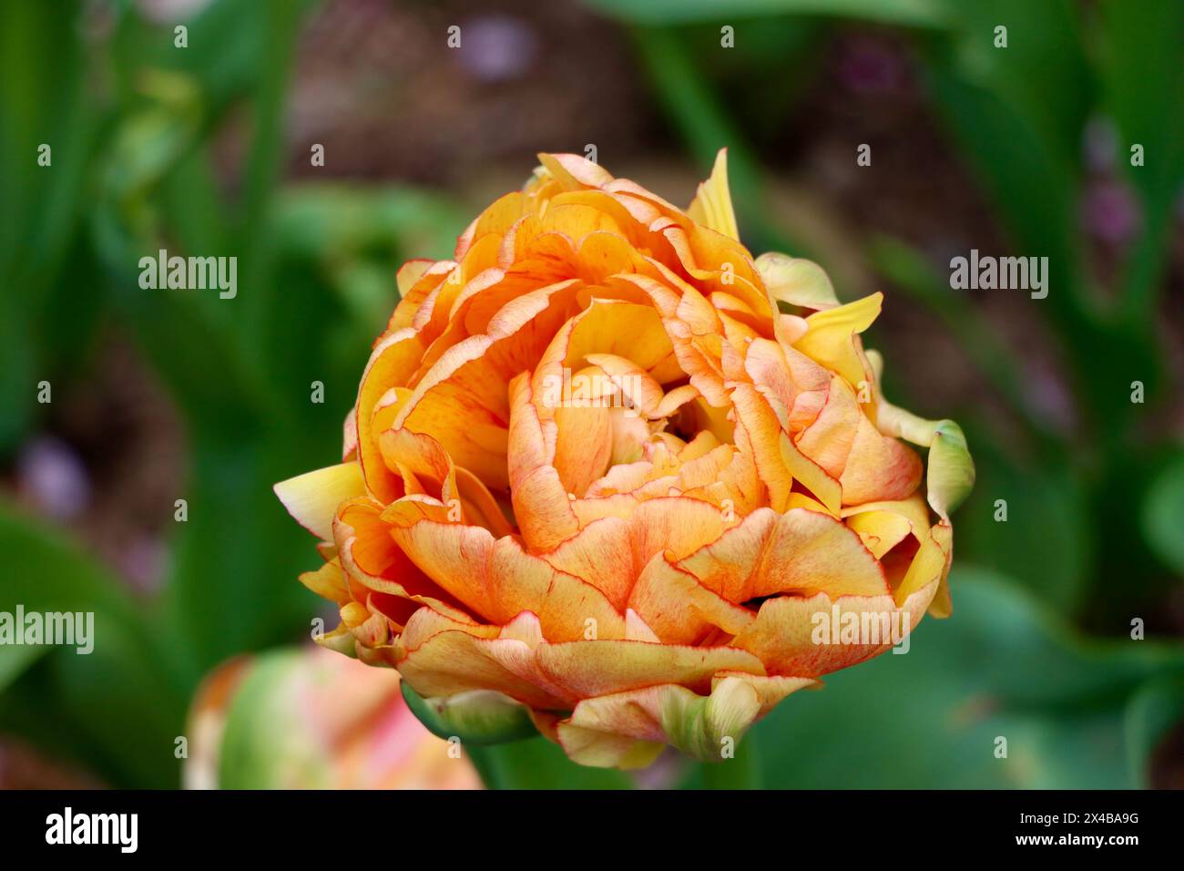 Gelbe Tulpe im Garten im Zentrum der Park Avenue in Manhattan, New York Stockfoto