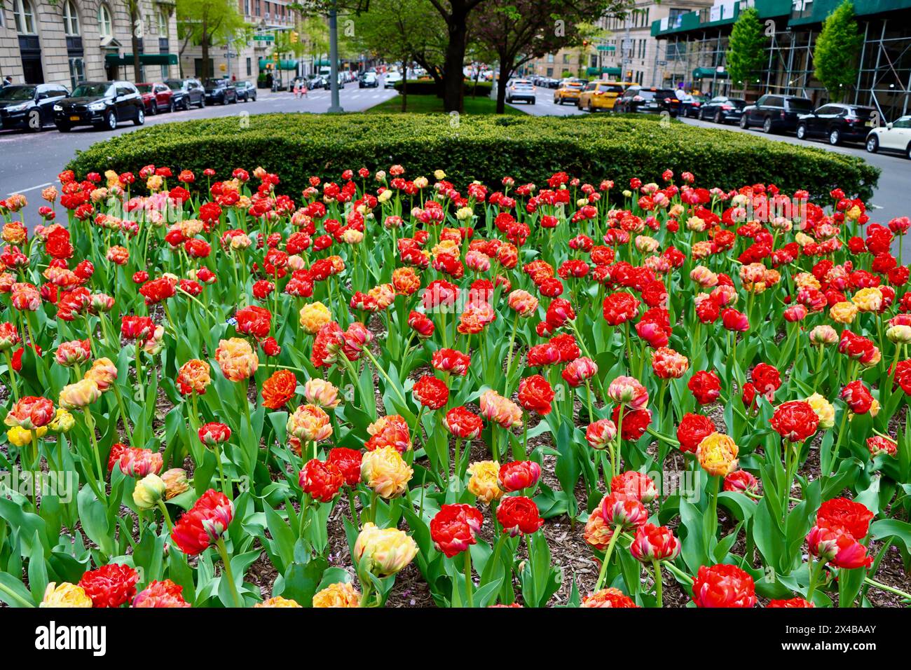 Tulpen im Zentrum der Park Avenue, Manhattan, New York, April 2024 Stockfoto