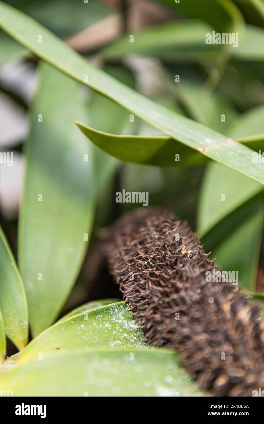 Seltsame parasitäre Pflanze, die auf einem Sukkulenten wächst. Stockfoto