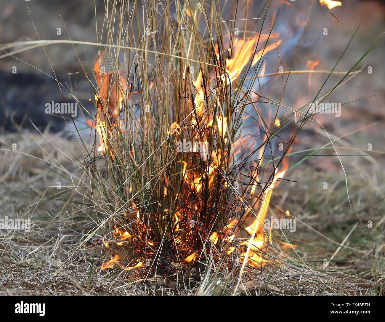 Feuer auf trockenem Gras, Feuerflamme, Feuerbeginn, Gefahrensymbol, Buschfeuer Stockfoto