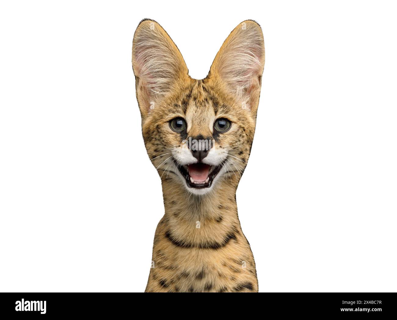 Lustiges Porträt einer lächelnden Servalen Katze, isoliert auf weißem Hintergrund im Atelier Stockfoto