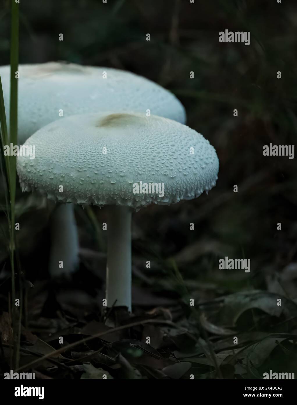 amanita polypyramis giftige weiße Pilze, die im Herbst in Australien in Wäldern gefunden wurden. Stockfoto