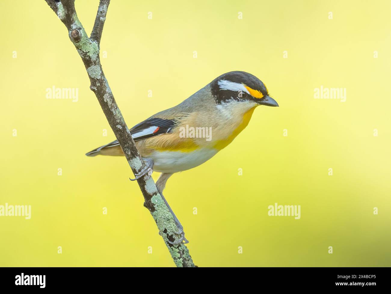 Der quergestreifte Pardalote (Pardalotus striatus) kleiner bunter gelber und schwarzer Vogel, der sich von Insekten und Insektenlarven in Eukalyptusbäumen ernährt. Stockfoto