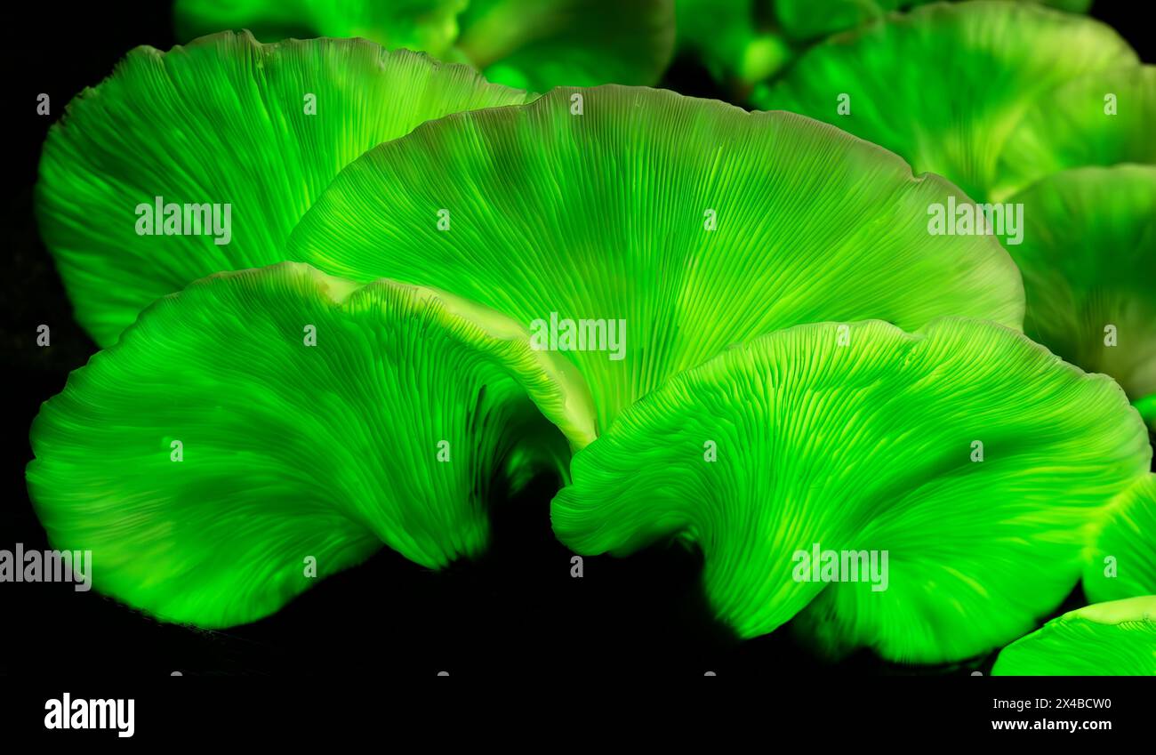 Der Geisterpilz (Omphalotus nidiformis) ist ein biolumineszierender Pilz, der nachts ein weiches grünes Leuchten ausstrahlt. Stockfoto