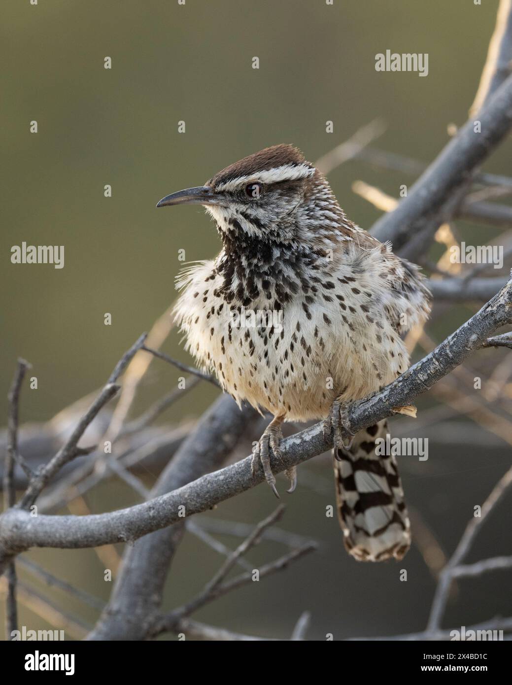 Cactus Wren (Campylorhynchus brunneicapillus) Pima County Arizona USA Stockfoto