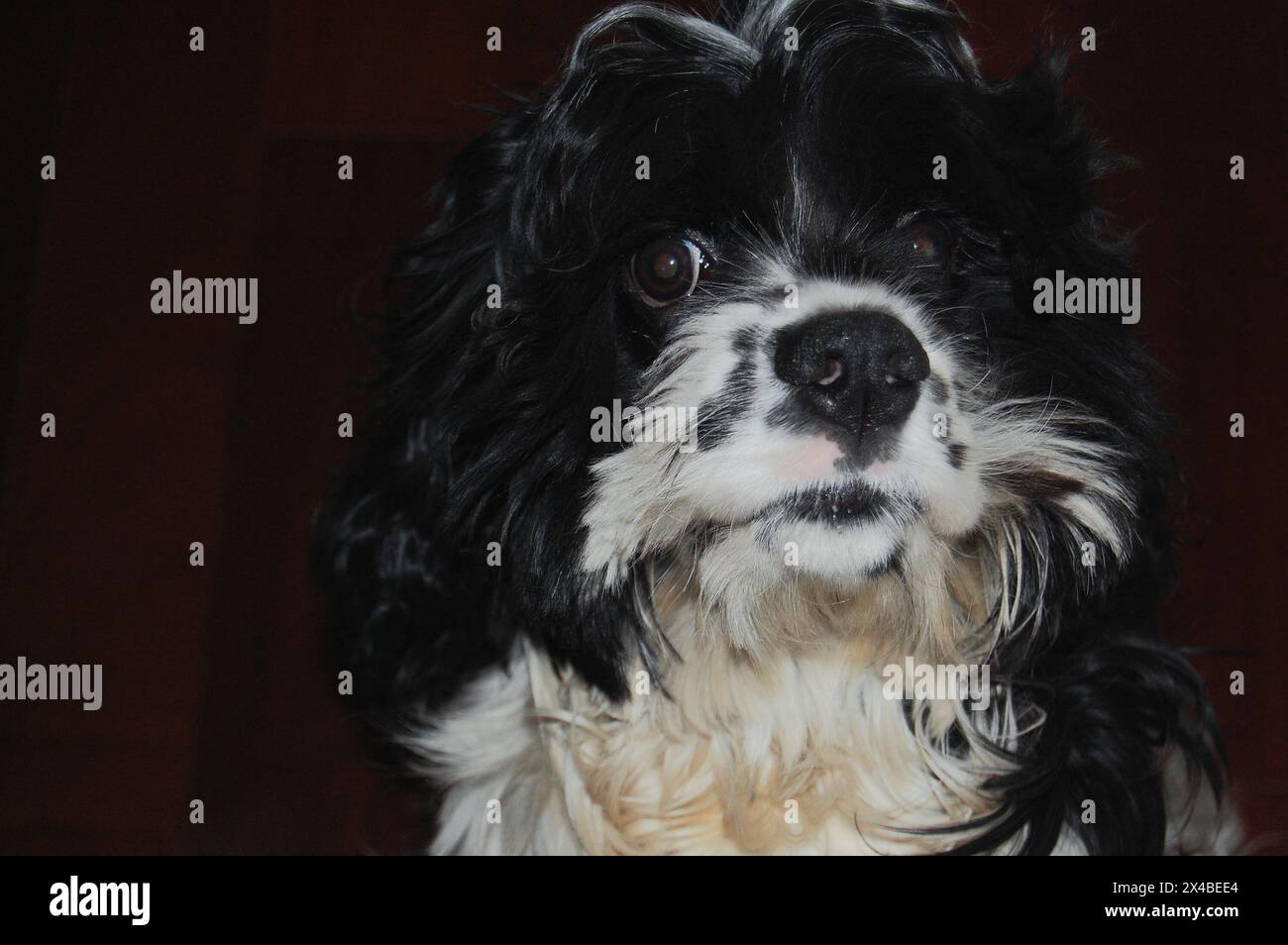 Mein schwarz-weißer amerikanischer Cocker Spaniel ist ein Überlebender des Staupe-Virus Stockfoto