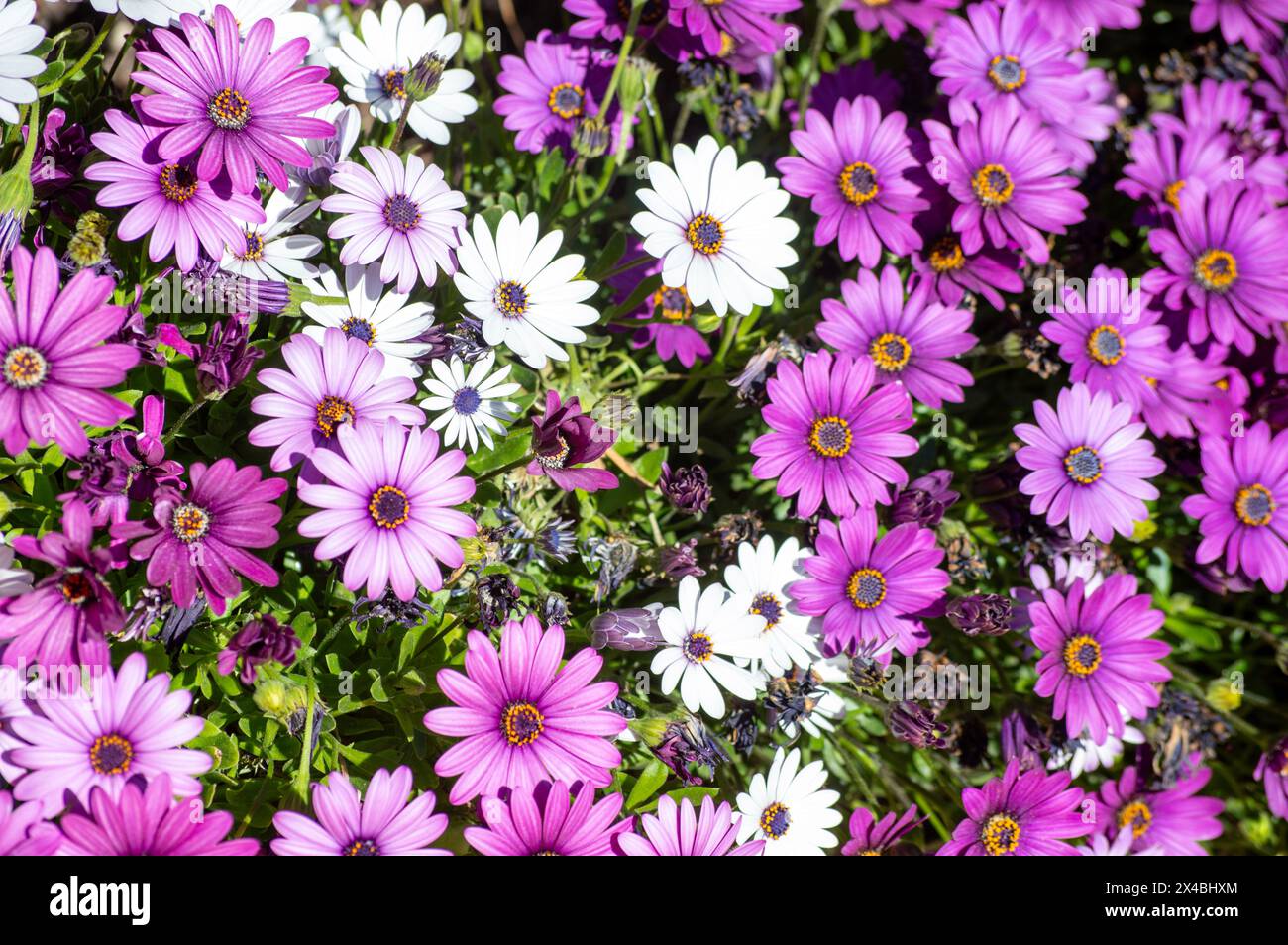 Afrikanischer Gänseblümchengarten im Frühling, Gartenblumen Stockfoto