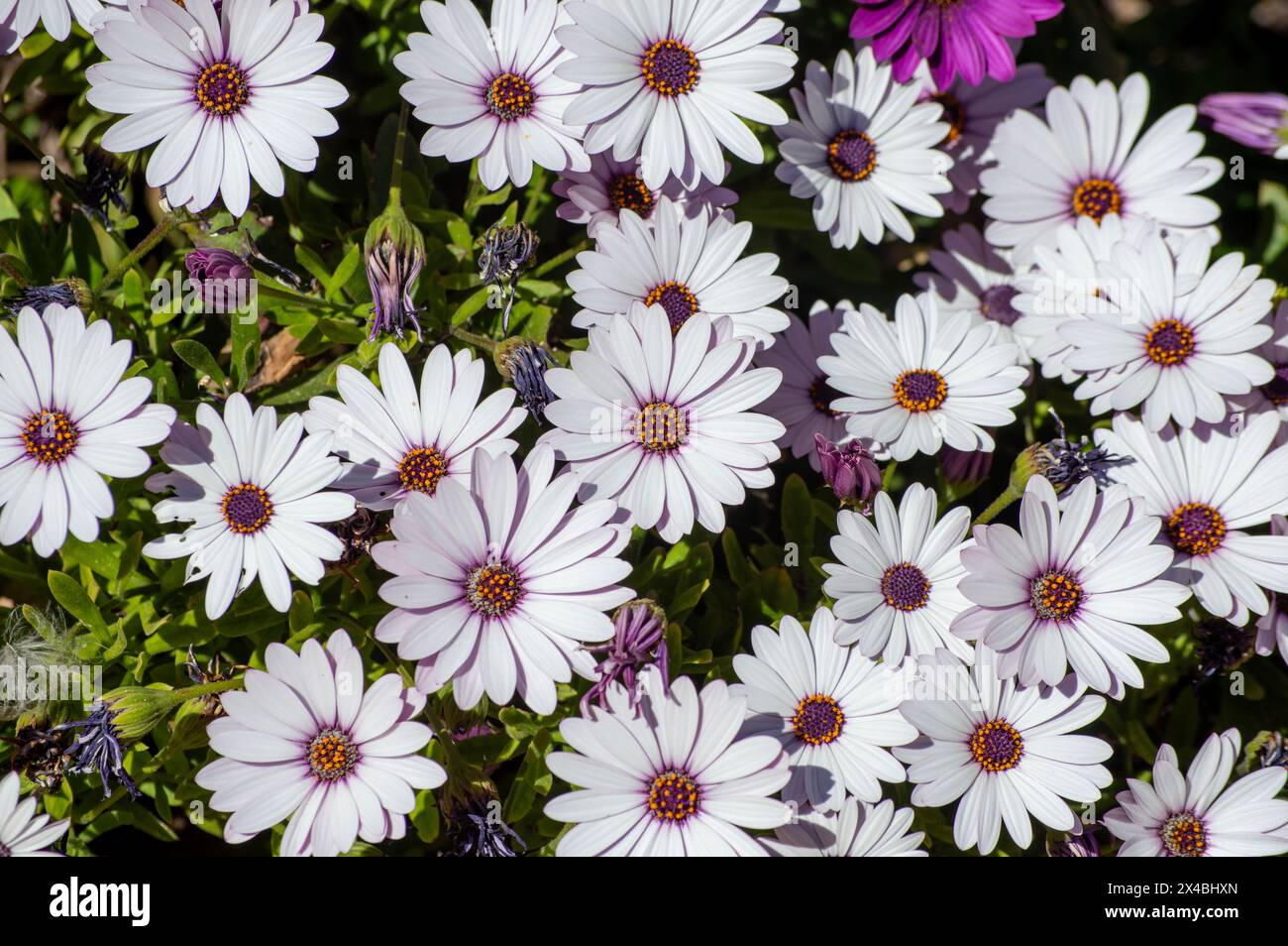 Gänseblümchen-Garten im Frühling Stockfoto