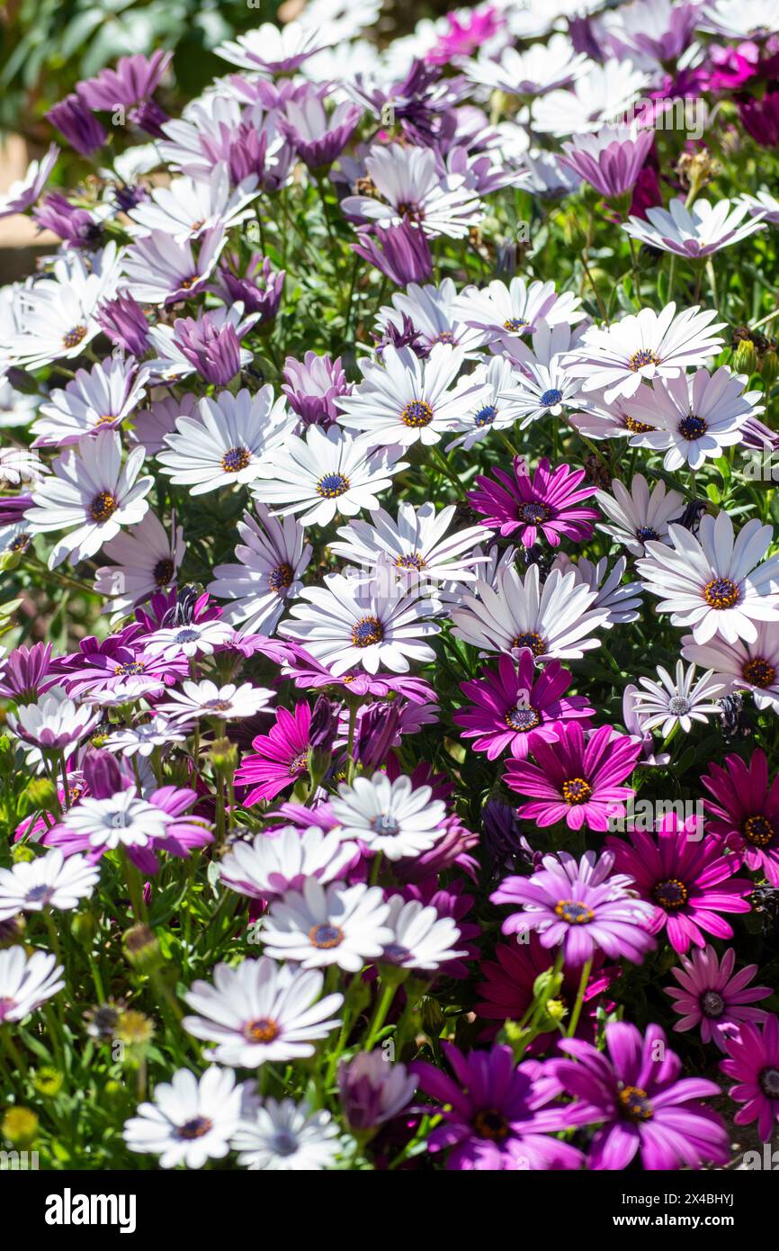 Afrikanischer Gänseblümchengarten im Frühling, Gartenblumen Stockfoto