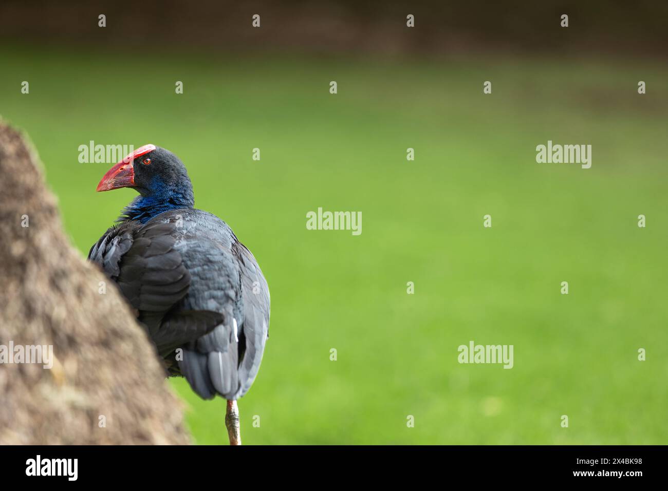 Pukeko versteckt sich hinter einem Baum in Melbourne, Australien Stockfoto