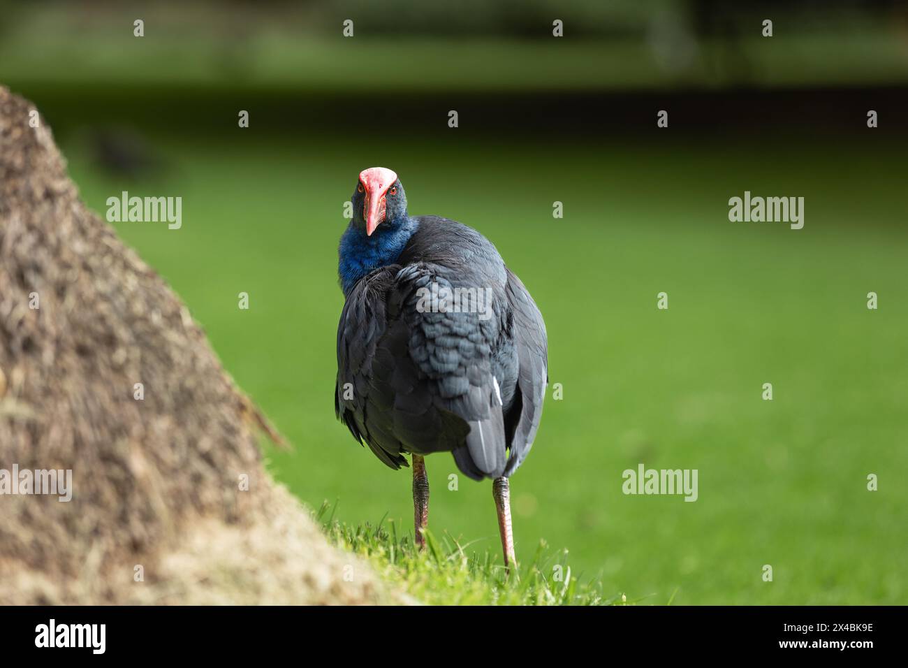 Pukeko in einem Park in Melbourne, Australien Stockfoto