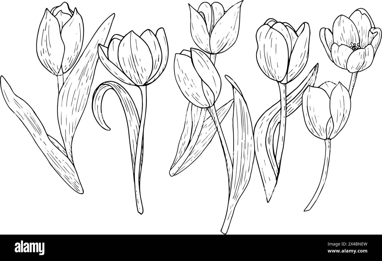 Tulpenblume Vektor-Illustration Set. Gekrümmte Blätter Glühlampenkopf schwarz umrissene grafische Zeichnung. Grußkarte mit botanischer Blüte. Kontur der Tintenlinie Stock Vektor