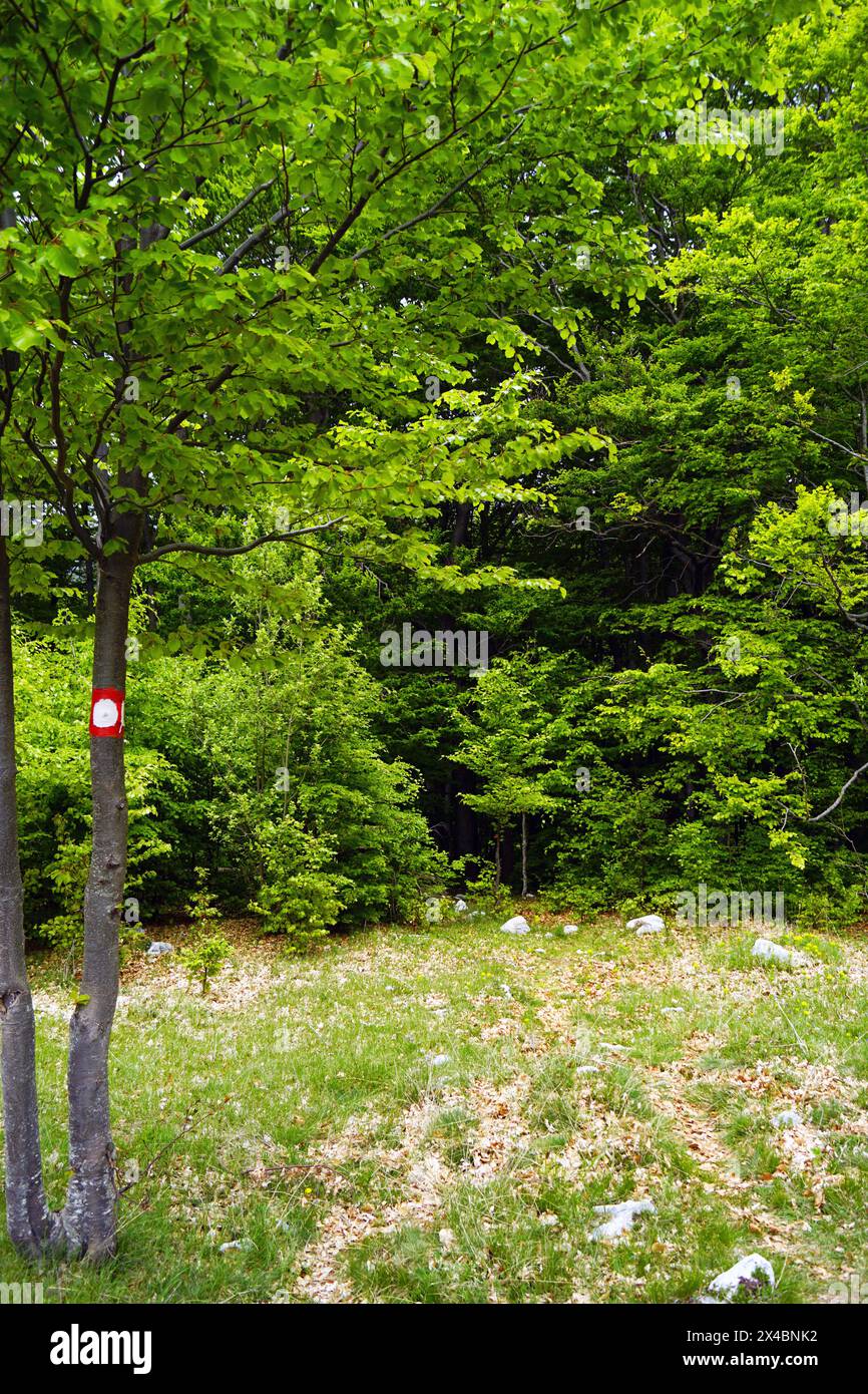 Markierter Wanderweg vor einem Buchenwald: Ein junger Baum mit einer roten und weißen Markierung vor einem Hintergrund von grünem Laub Stockfoto