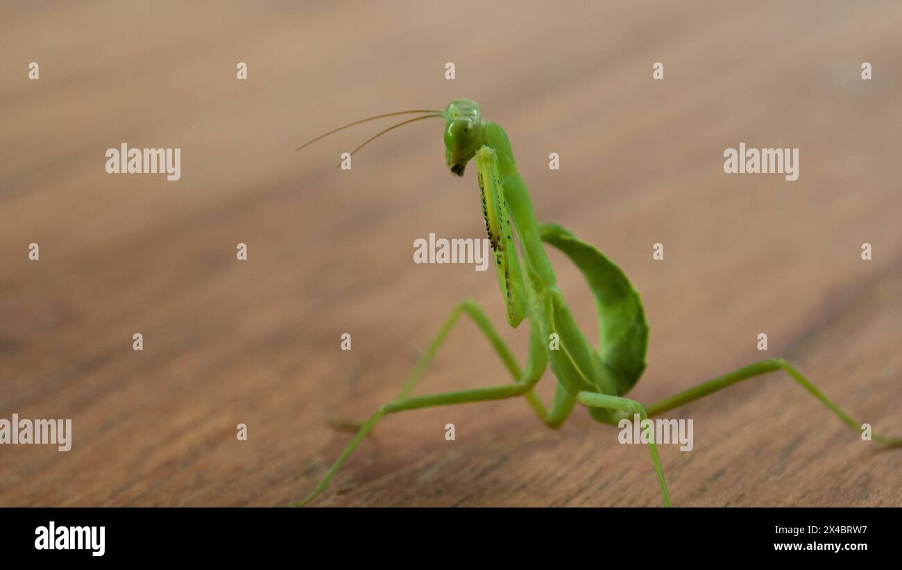 Kleine grüne Gebetsmantis auf einem Holztisch Stockfoto