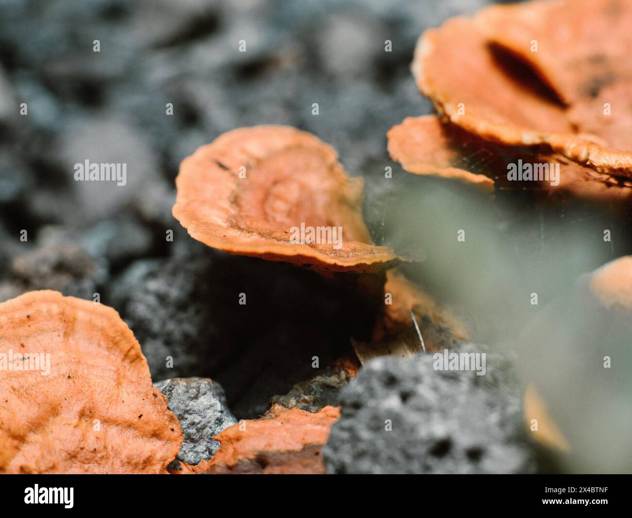 Gelber Pilz, wahrscheinlich Onnia tomentosa auf einem nassen Boden im balinesischen Dorf Stockfoto