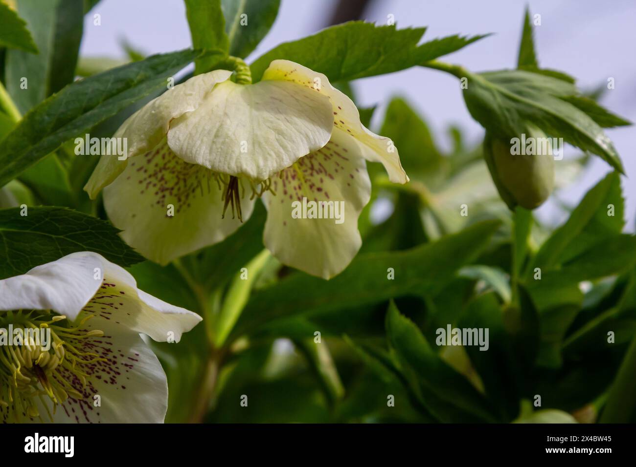 Reine weiße und rosa weiße Weihnachtsrose Helleborus Niger blüht Nahaufnahme. Frühjahrsblumen. Hintergrund mit Blumenmotiv im Frühling. Stockfoto