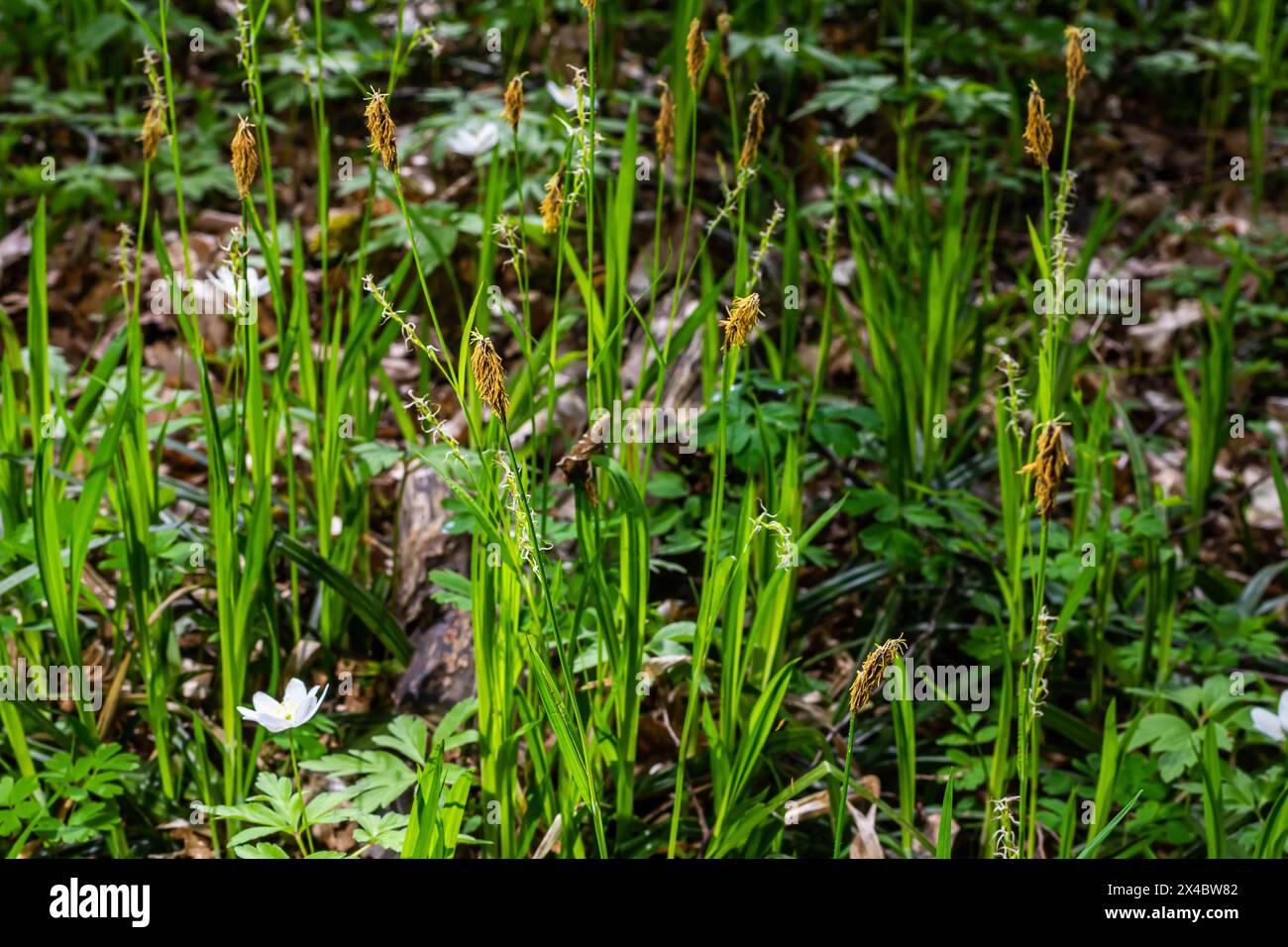 Schattenhaarblüte in der Natur im Frühling. Carex pilosa. Cyperaceae-Familie. Stockfoto