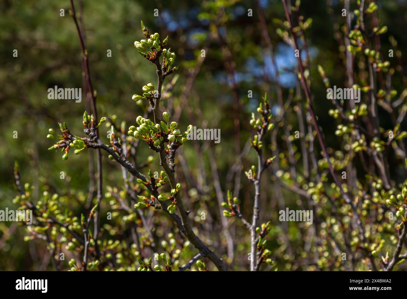 Knospen prunus avium, gemeinhin als Wildkirsche, Süßkirsche, Gänse oder Vogelkirsche bezeichnet. Budbreak. Frühling. Stockfoto