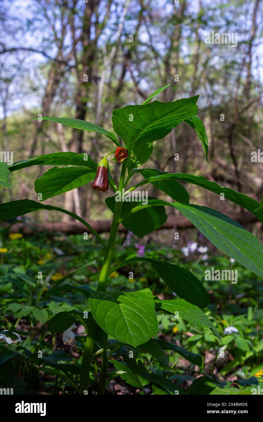Scopolia carniolica, die europäische Scopolia oder henbane Glocke, ist eine giftige Pflanze aus der Familie der Solanaceae. Stockfoto