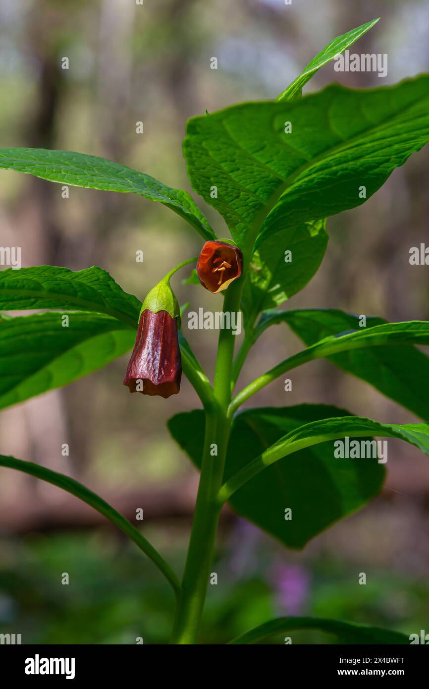 Scopolia carniolica, die europäische Scopolia oder henbane Glocke, ist eine giftige Pflanze aus der Familie der Solanaceae. Stockfoto