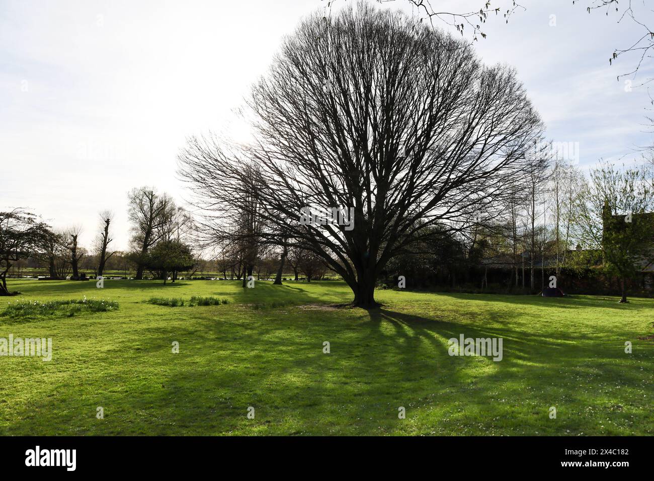Wunderschöne Bäume in den Queen Elizabeth Gardens in Salisbury City, England Stockfoto