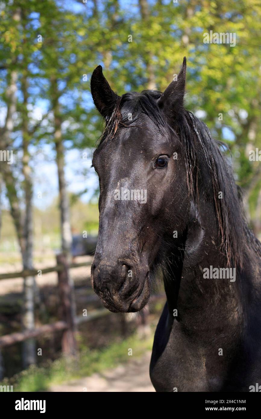 Niederlande, Friesland Arabische Pferde werden in der Region ausgebildet. Stockfoto