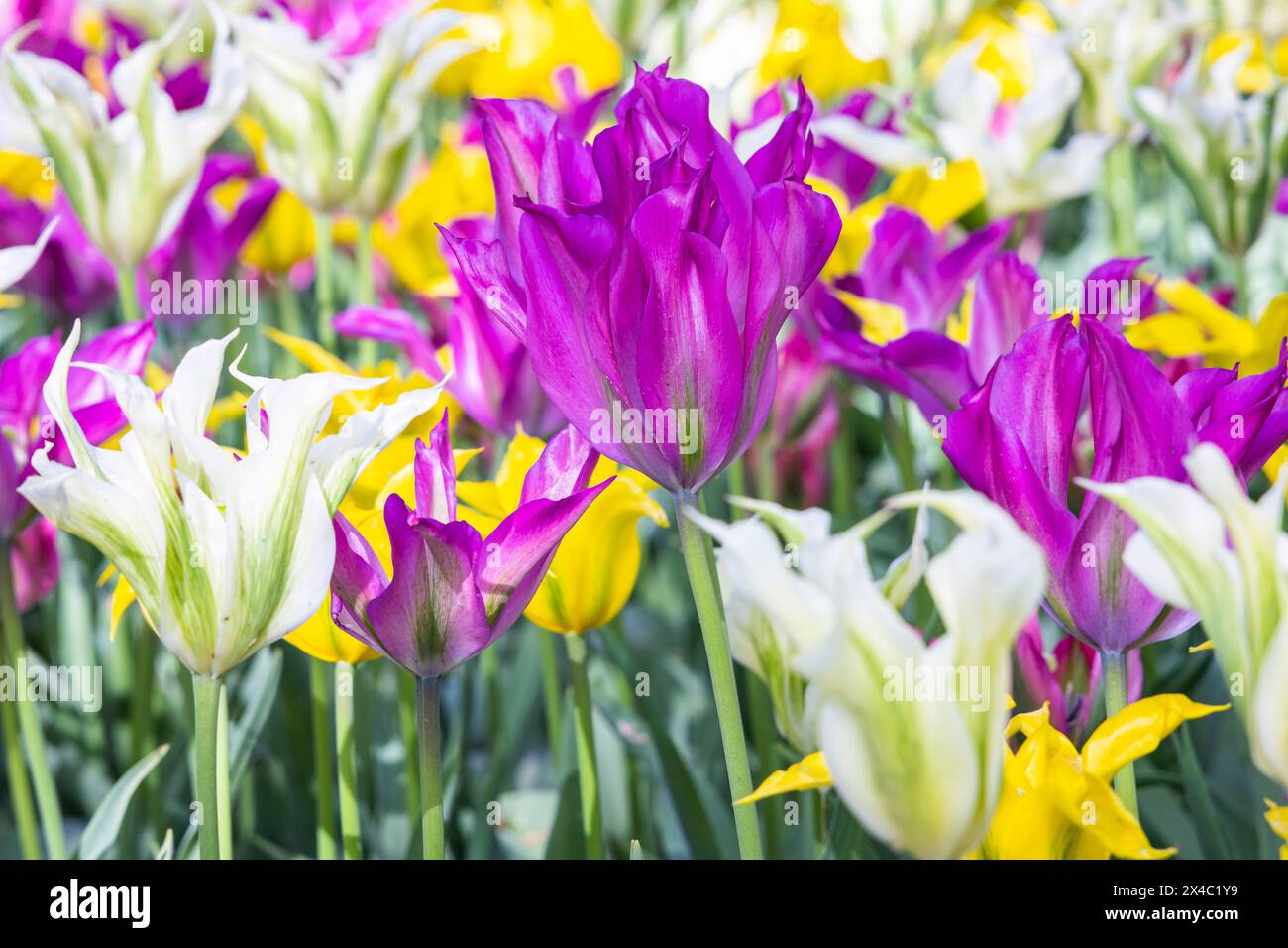 Niederlande, Südholland, Lisse. Violette, weiße und gelbe Tulpen in einem Garten. Stockfoto