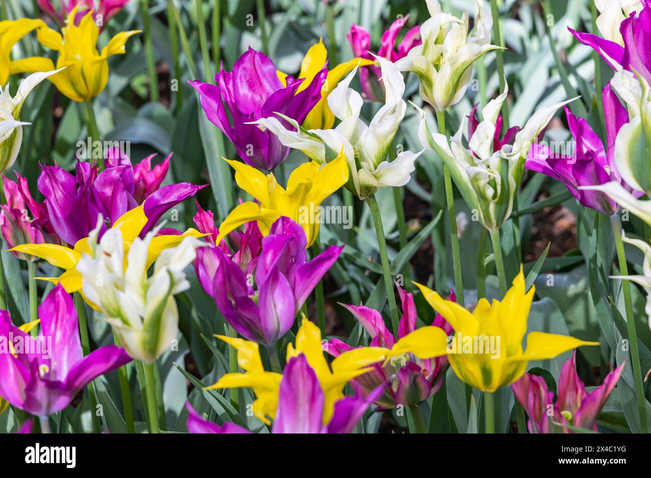Niederlande, Südholland, Lisse. Violette, weiße und gelbe Tulpen in einem Garten. Stockfoto