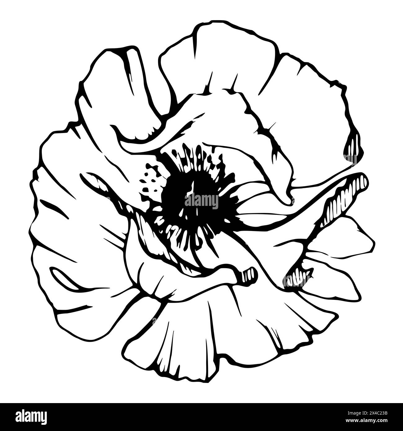 Vektor-Satz von Elementen mit Hand gezeichneten Pfingstrosen Mohn Blumen. Isoliert auf weißem Hintergrund. Botanische Grafik. Design für Einladungen Stock Vektor