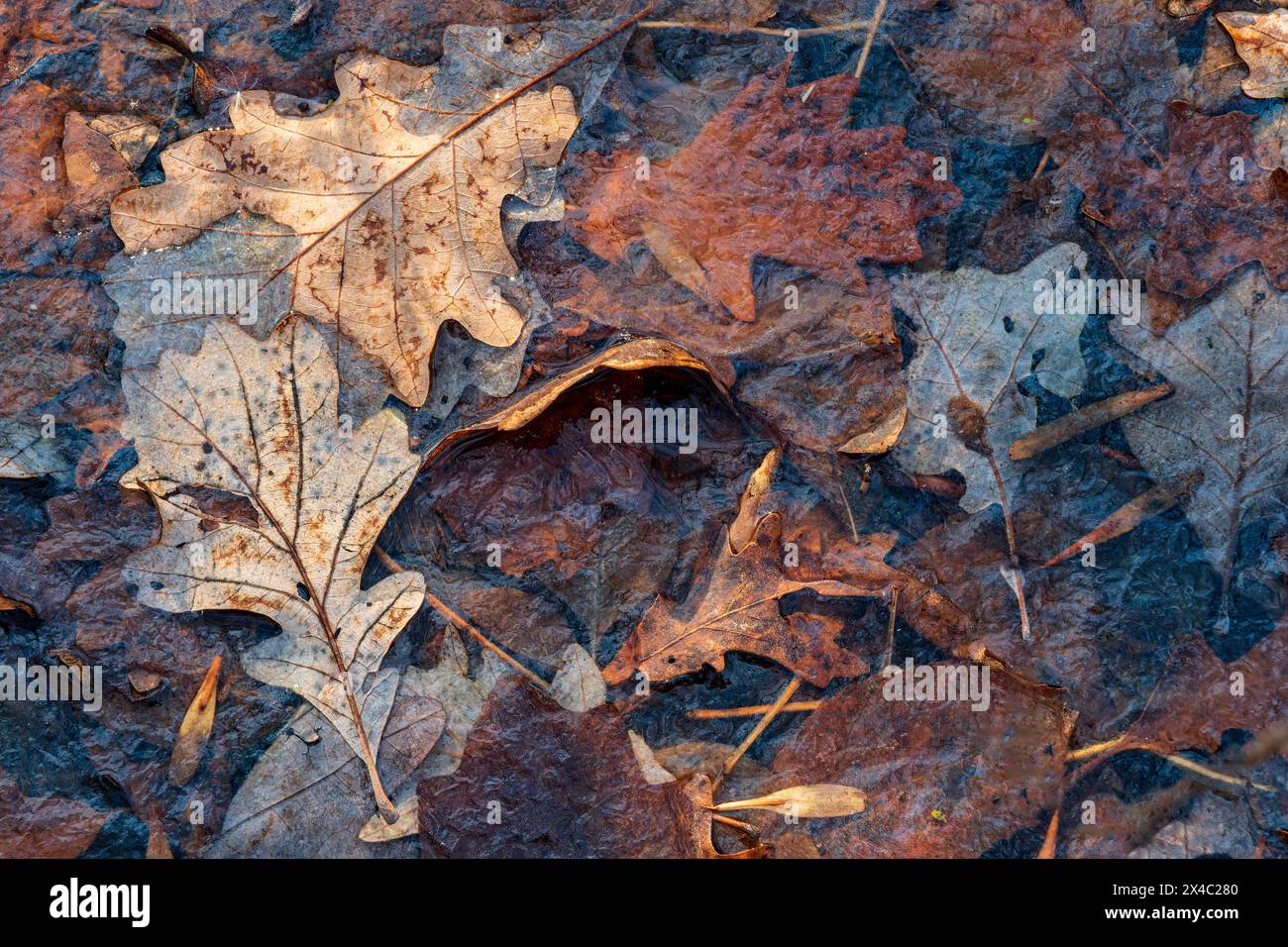 Kanada, Manitoba, Winnipeg. Herbstlaub unter dünner Eisschicht im seine-Wald. Stockfoto