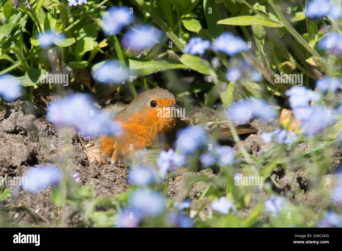 Robin sonnt sich im Staubbad und spreizt seine Flügel in einem Bett aus Vergissmeinnicht-Blumen, Erithacus rubecula Stockfoto