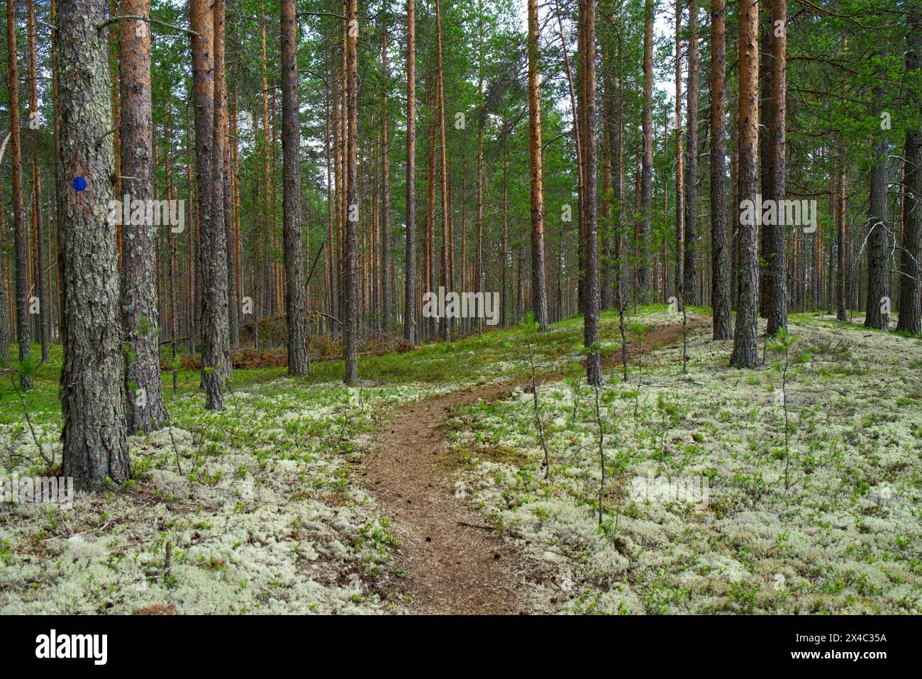 Finnland, Nord-Ostrobothnia, Rokua-Nationalpark, Moos auf dem Weg im Wald. Stockfoto