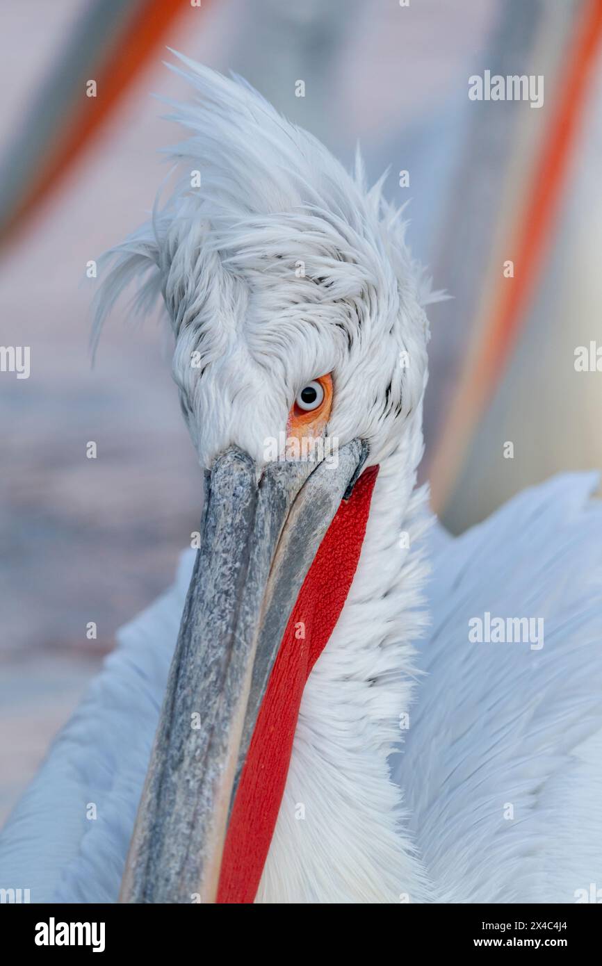 Europa, Griechenland, Kerkini-See. Kopfaufnahme eines dalmatinischen Pelikans mit seinem funkigen Topknoten. Stockfoto