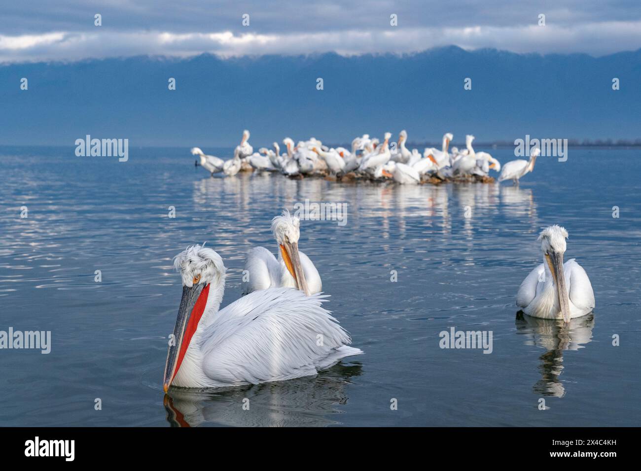 Europa, Griechenland, Kerkini-See. Eine Gruppe dalmatinischer Pelikane drängen sich unter den Bergen rund um den Kerkini-See. Stockfoto