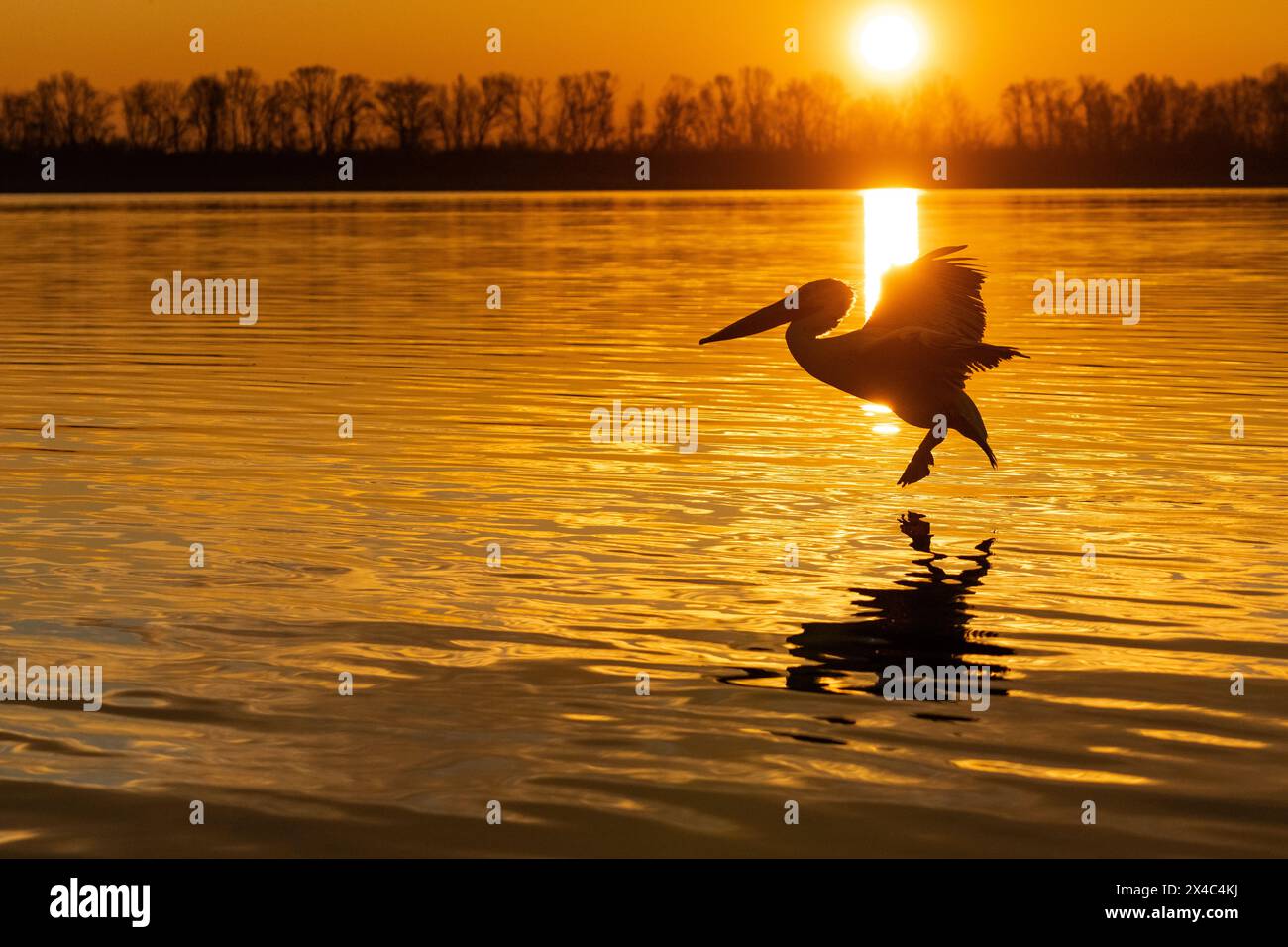 Europa, Griechenland, Kerkini-See. Dalmatinischer Pelikan fliegt durch das goldene Licht der Morgendämmerung. Stockfoto