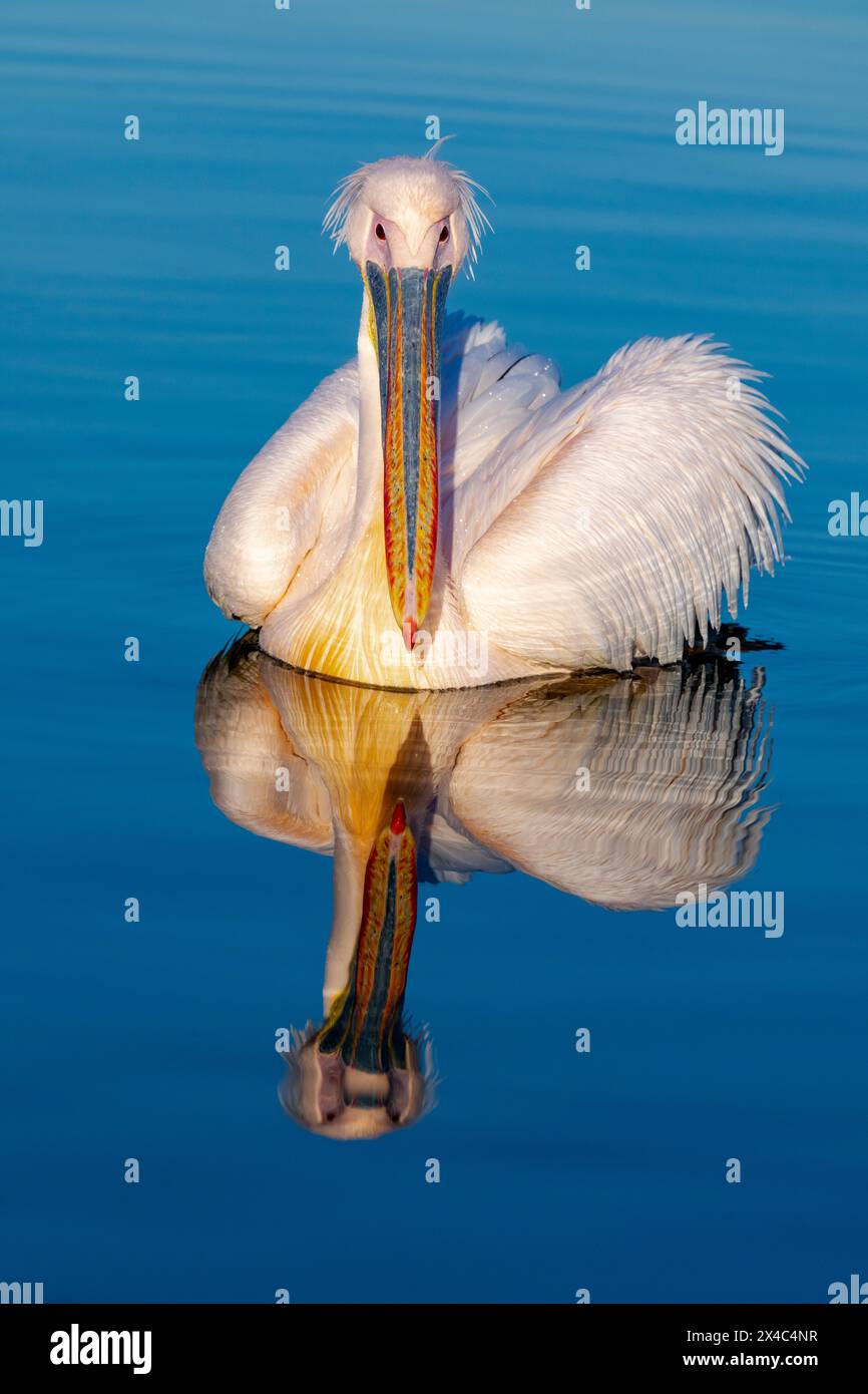 Europa, Griechenland, Kerkini-See. Porträt eines großen weißen Pelikans mit Reflexion. Stockfoto