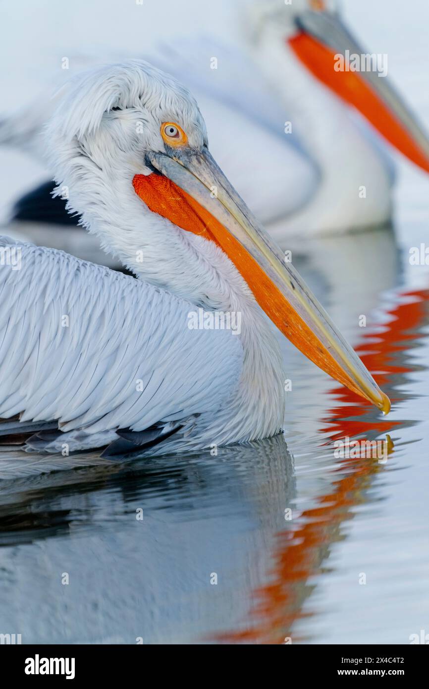 Europa, Griechenland, Kerkini-See. Zwei dalmatinische Pelikane schweben zusammen im Wasser. Stockfoto