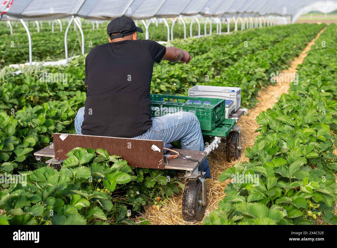 Start der Erdbeersaison Erdbeerernte für den Hofladen Beckers am 02.05.24 in Raderbroich. Erntehelfer bei der Arbeit. Foto: Kirchner-Media/TH Raderbroich Nordrhein-Westfalen Deutschland *** Beginn der Erdbeersaison Erdbeerernte für den Beckers Hofladen am 02 05 24 in Raderbroich Erntehelfer am Arbeitsplatz Foto Kirchner Media TH Raderbroich Nordrhein-Westfalen Deutschland Copyright: XKirchner-Media/THX Stockfoto