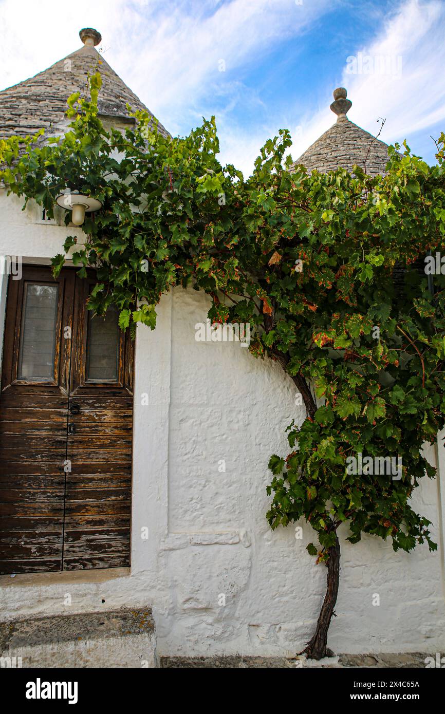 Alberobello, Italien. Knorrige Weinrebe klettert auf das weiß getünchte Trulli-Kegelhaus und eine Holztür Stockfoto